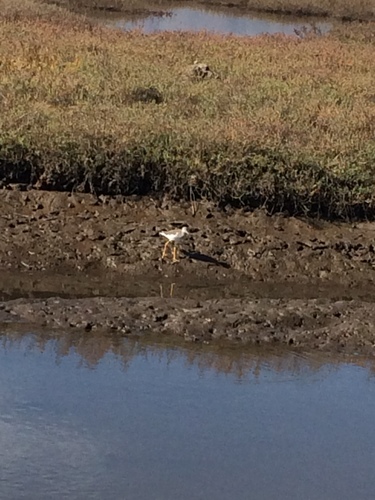iNaturalist observation photo of Greater Yellowlegs