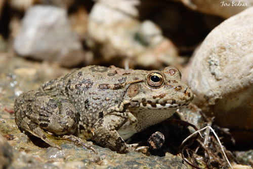 Pelophylax ridibundus cerigensis