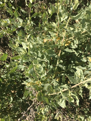 iNaturalist observation photo of big saltbush