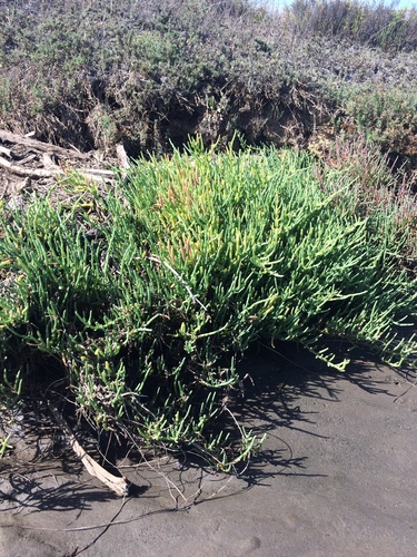 iNaturalist observation photo of Pacific Glasswort