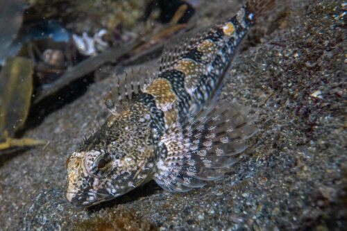 Tidepool Sculpin