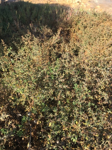 iNaturalist observation photo of pinks, cactuses, and allies