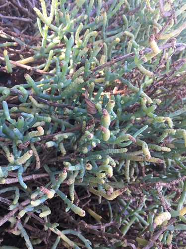 iNaturalist observation photo of Amaranth family
