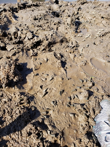iNaturalist observation photo of California Horn Snail