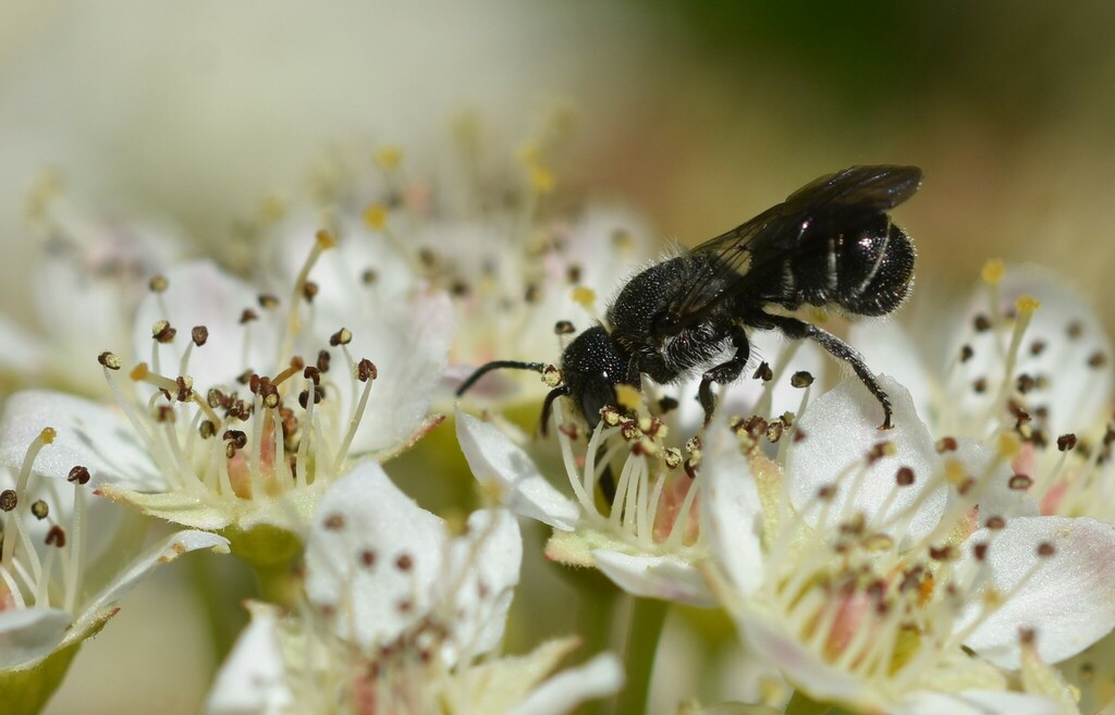 Carinate Armored-Resin bee from Sullivan County, TN, USA on May 6, 2023 ...
