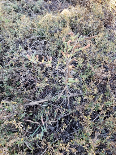iNaturalist observation photo of Mojave Seablite