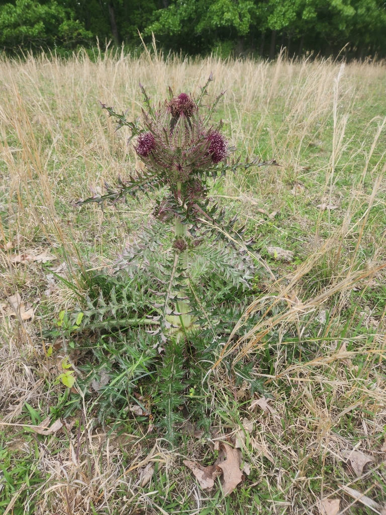 bristle thistle from Big Sandy, TN 38221, USA on May 6, 2023 at 05:19 ...