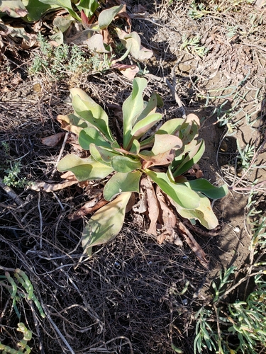 iNaturalist observation photo of Western Marsh Rosemary