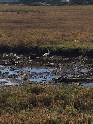 iNaturalist observation photo of Snowy Egret