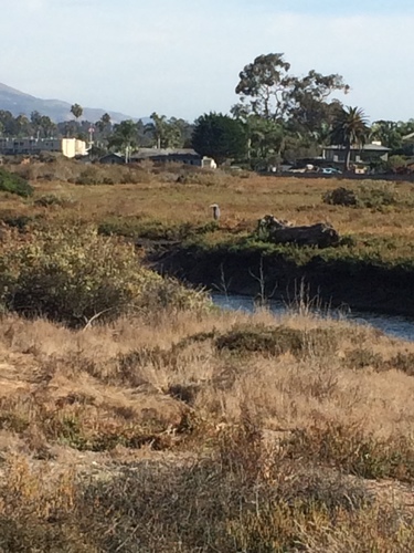 iNaturalist observation photo of Great Blue Heron