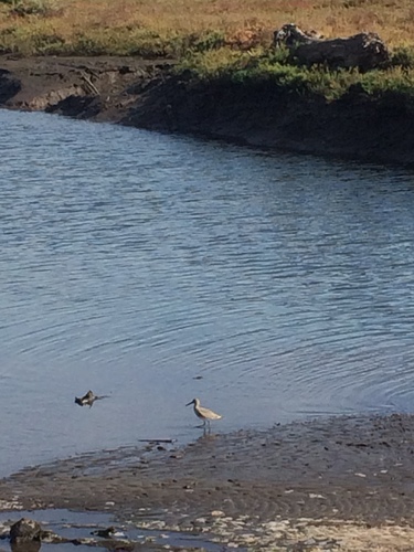 iNaturalist observation photo of Willet