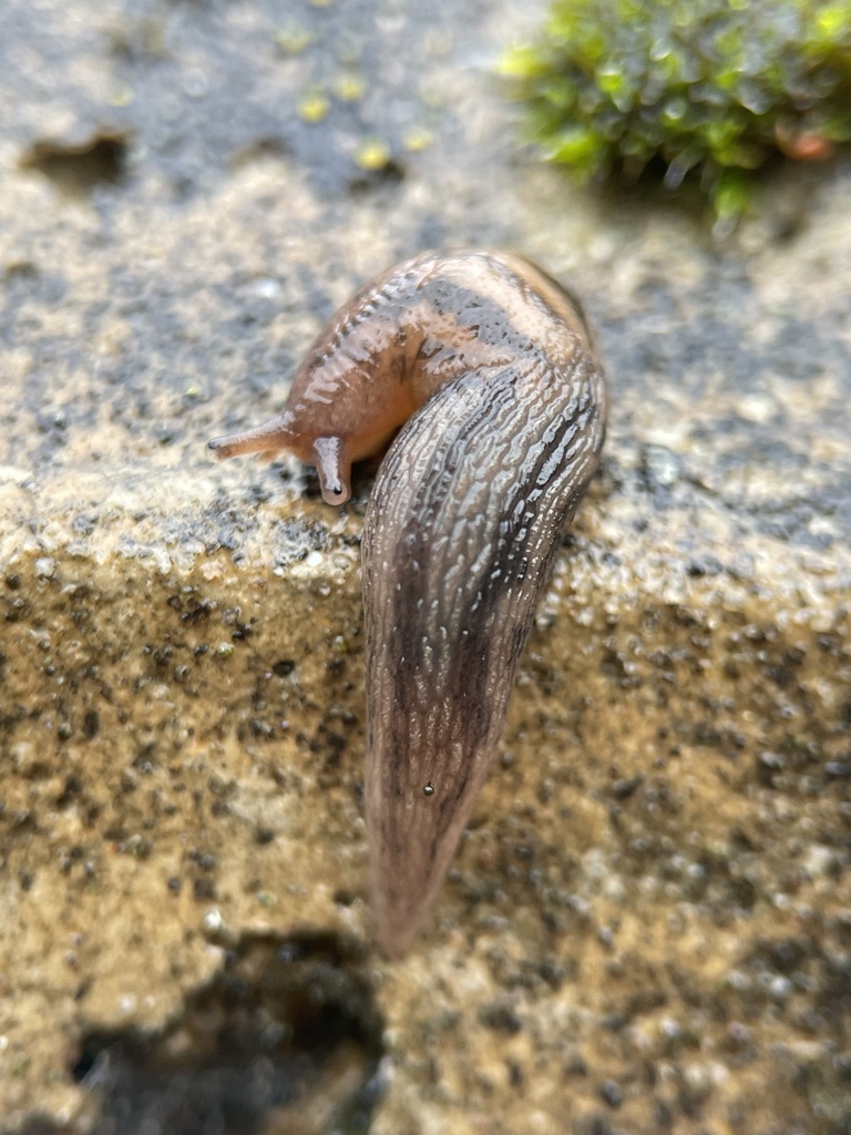 Keelback Slugs from Kew Gardens, Richmond, England, GB on May 06, 2023 ...