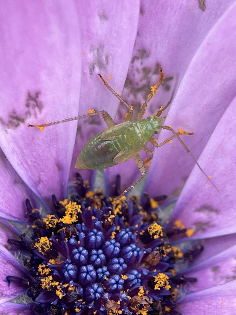 plant-bugs-from-kew-gardens-richmond-england-gb-on-may-06-2023-at