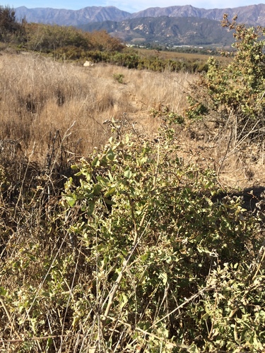 iNaturalist observation photo of big saltbush