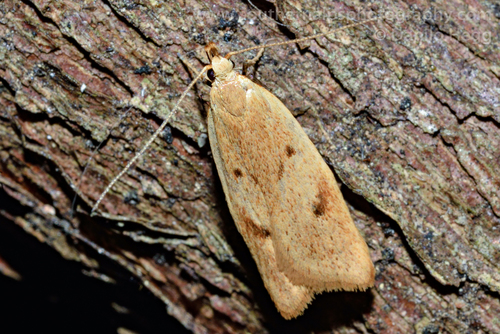Gymnobathra sarcoxantha Meyrick, 1884