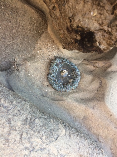 iNaturalist observation photo of Sunburst Anemone