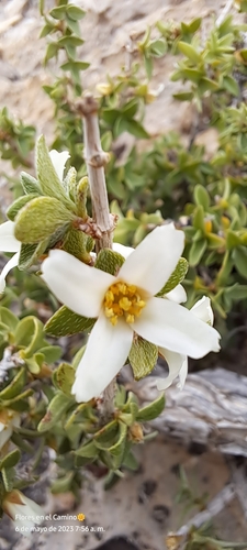 Mearns' mock orange (Philadelphus mearnsii)