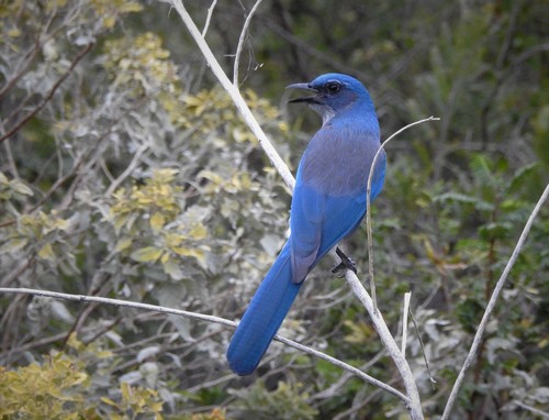 Woodhouse's Scrub-Jay