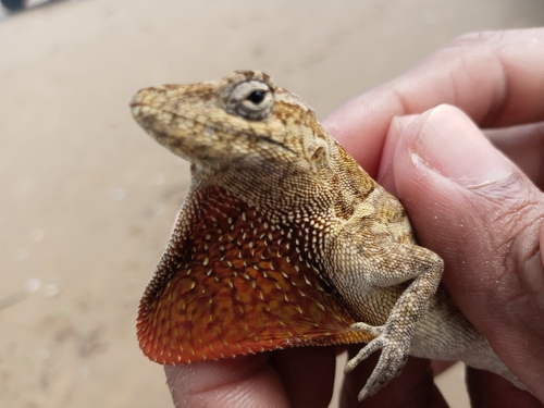 Bulky Anole