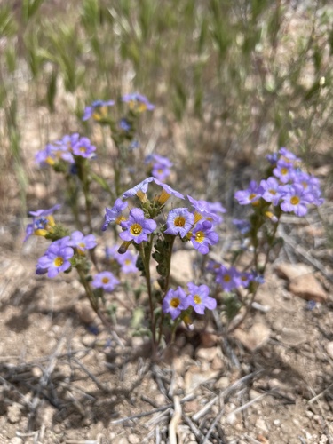 Frémont's Phacelia