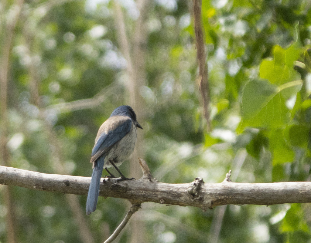 California ScrubJay from Antioch, CA, USA on May 06, 2023 at 1134 AM