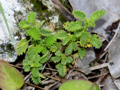 Florida Keys noseburn (Tragia saxicola)