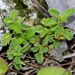 Tragia saxicola - Photo (c) Jay L. Keller, todos los derechos reservados, subido por Jay L. Keller