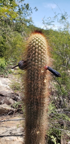 Pilosocereus aureispinus