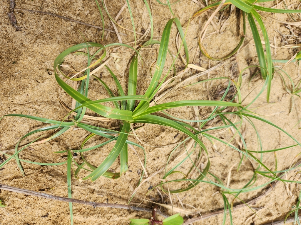 true sedges in May 2023 by Yaya · iNaturalist