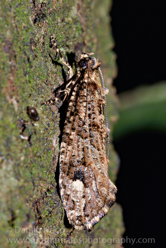 Lysiphragma epixyla Meyrick, 1888