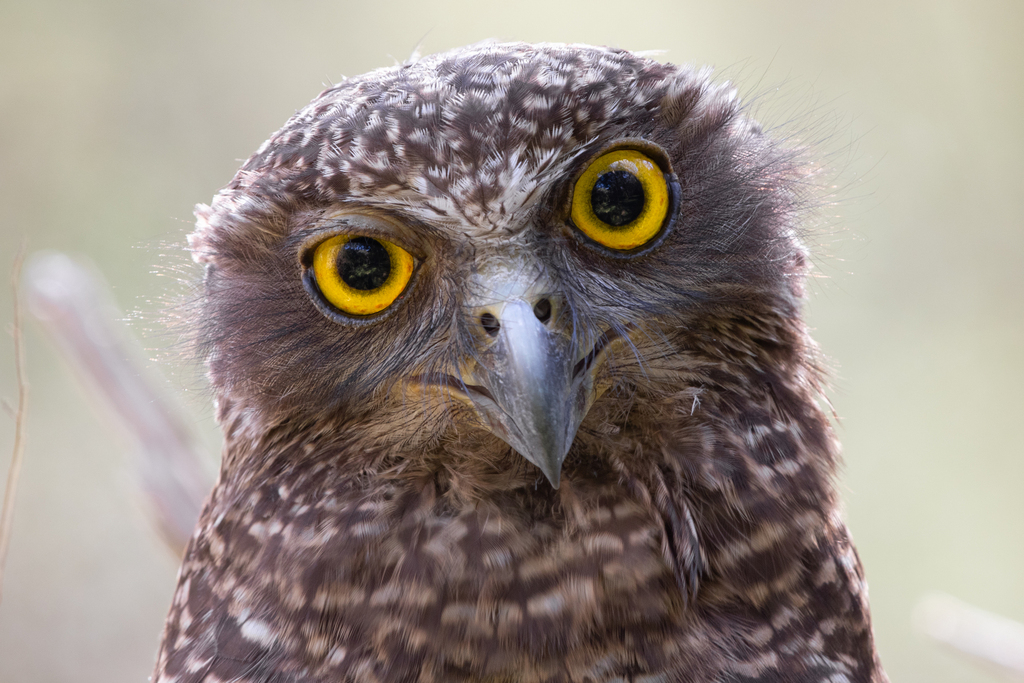 Powerful Owl in November 2017 by Jono Dashper · iNaturalist