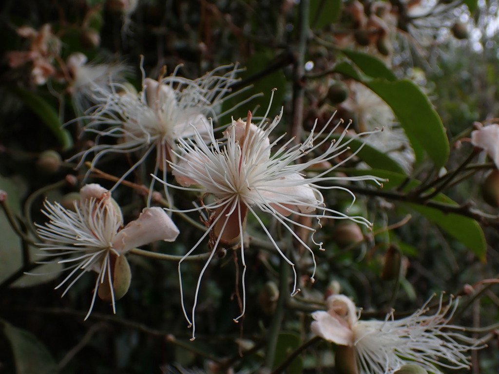 Capparis formosana (Capparis formosana)