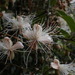 Capparis formosana - Photo (c) yongzhe, all rights reserved, uploaded by yongzhe