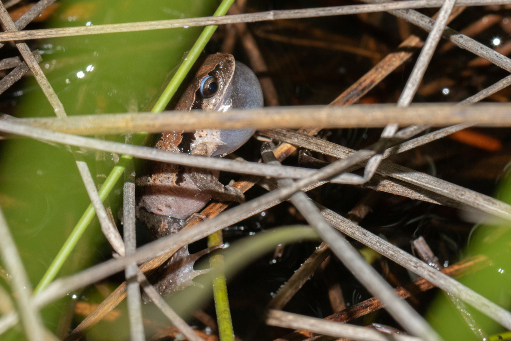 Striped Marsh Frog from Tamboon VIC 3890, Australia on January 04, 2018 at 0713 PM by Jono