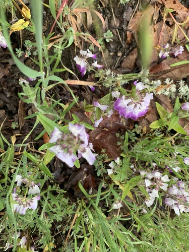 iNaturalist observation photo of Purple Chinese Houses