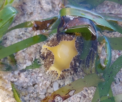 Money Cowry