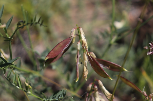 ribbed vetch