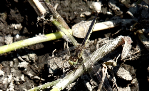 Charcoal-winged Percher