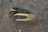 Mud Fiddler Crab - Photo (c) Chad Arment, all rights reserved, uploaded by Chad Arment