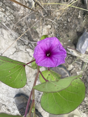 Ginger-leaf Morning-glory