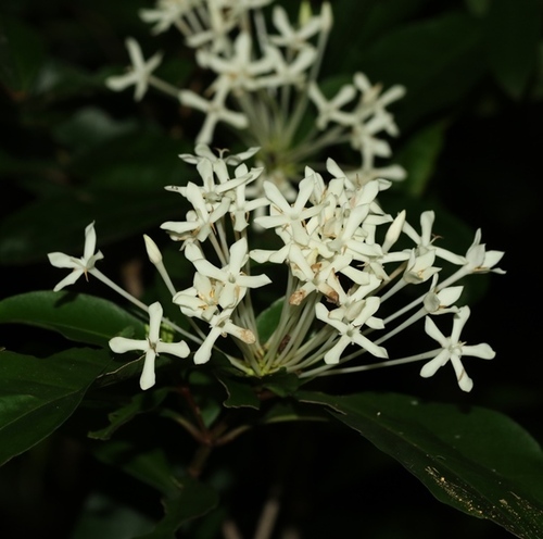 Ixora acuminata Roxb.