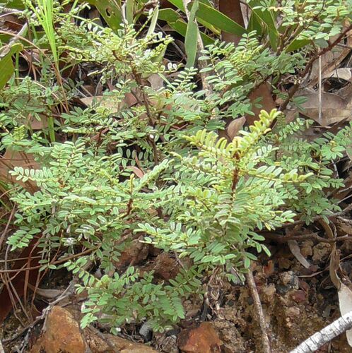 Indigofera bancroftii