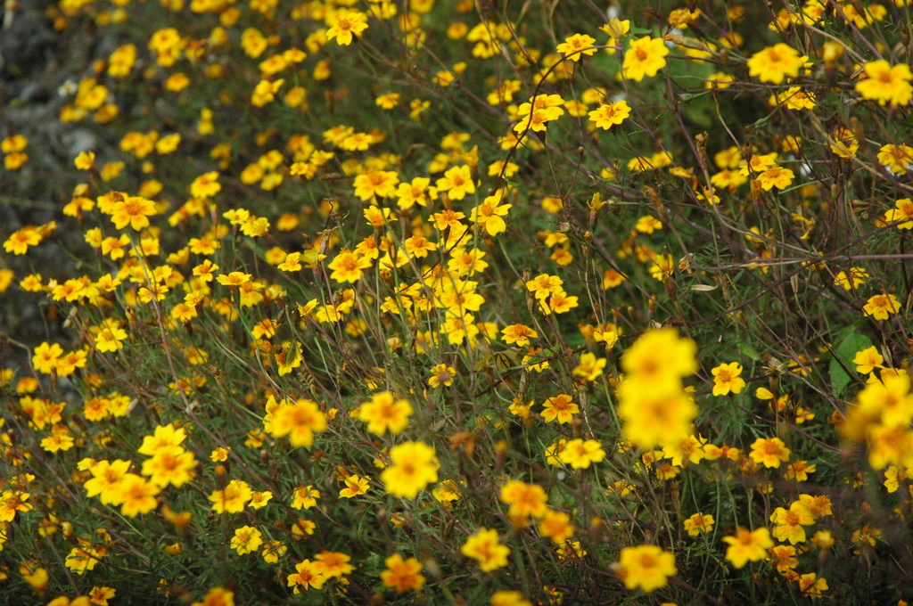 Cinco Llagas (Tagetes lunulata) · NaturaLista Mexico