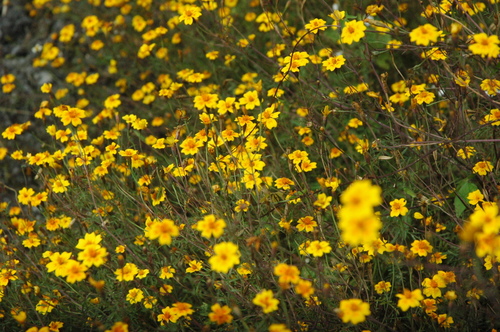 Red-crescent marigold