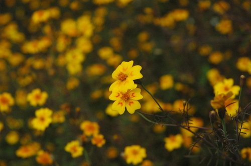 Red-crescent marigold
