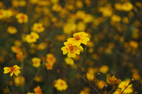 Red-crescent marigold