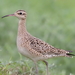 Little Curlew - Photo (c) 小铖/Smalltown, all rights reserved, uploaded by 小铖/Smalltown