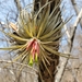 Tillandsia atroviridipetala - Photo (c) Ivan As Zel, todos los derechos reservados, subido por Ivan As Zel