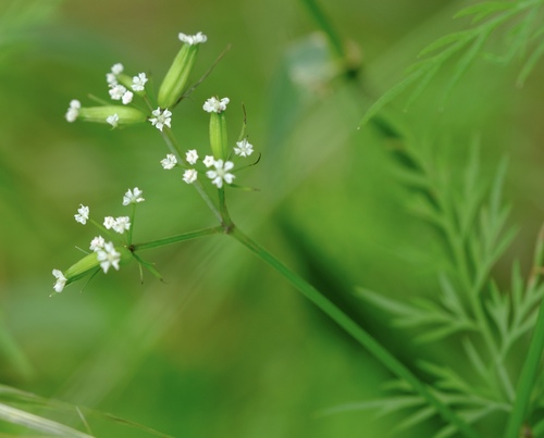 Trepocarpus