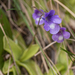 Southern Butterwort - Photo (c) 异草志, all rights reserved, uploaded by 异草志